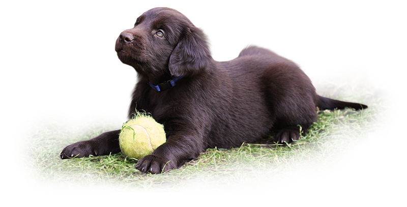 Flat Coated Retriever štěňata